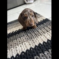 Dachshund (Standard &amp; Miniature) - Bitches