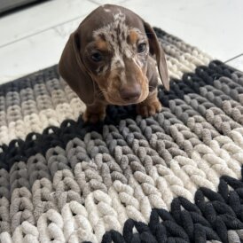 Dachshund (Standard &amp; Miniature) - Bitches