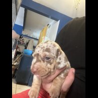 Dachshund (Standard &amp; Miniature) - Bitches