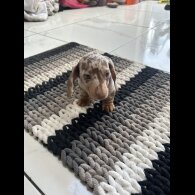 Dachshund (Standard &amp; Miniature) - Bitches