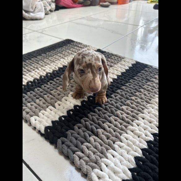 Dachshund (Standard &amp; Miniature) - Bitches