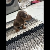 Dachshund (Standard &amp; Miniature) - Bitches