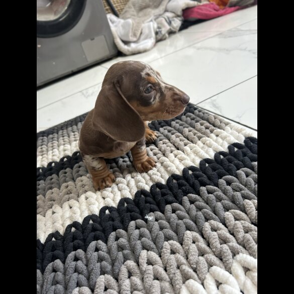 Dachshund (Standard &amp; Miniature) - Bitches
