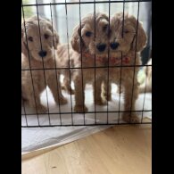 Goldendoodle - Both