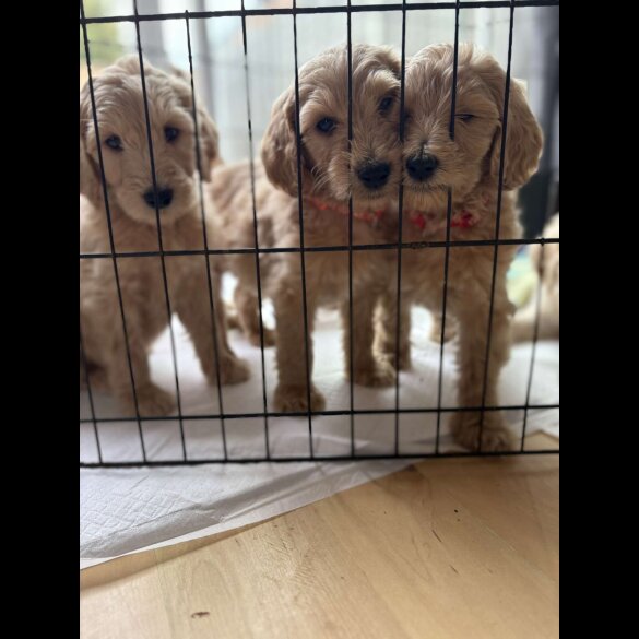 Goldendoodle - Both