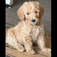 Goldendoodle - Both