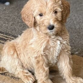 Goldendoodle - Both