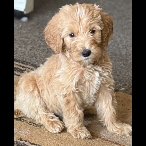 Goldendoodle - Both