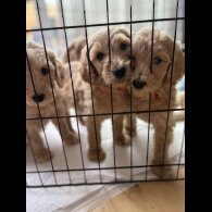 Goldendoodle - Both