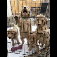 Goldendoodle - Both