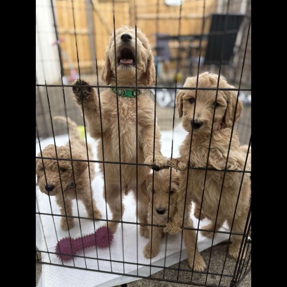 Goldendoodle - Both