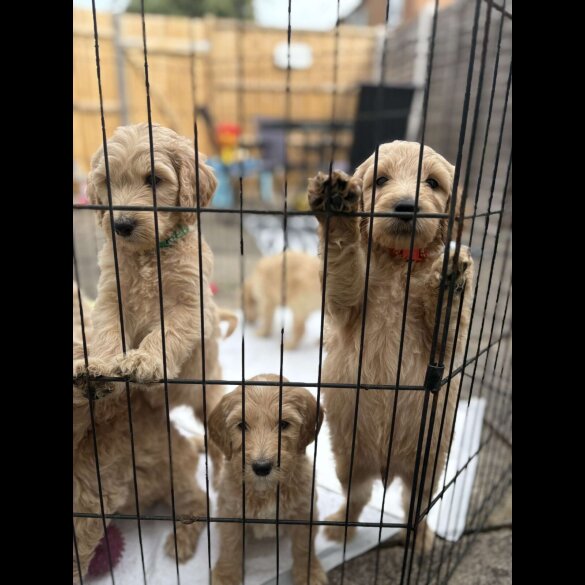 Goldendoodle - Both