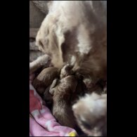 Goldendoodle - Both