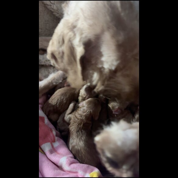 Goldendoodle - Both