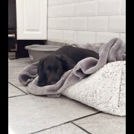 Cocker Spaniel (Working &amp; Show) - Both