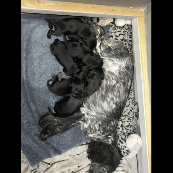 Cocker Spaniel (Working &amp; Show) - Both