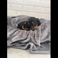 Cocker Spaniel (Working &amp; Show) - Both