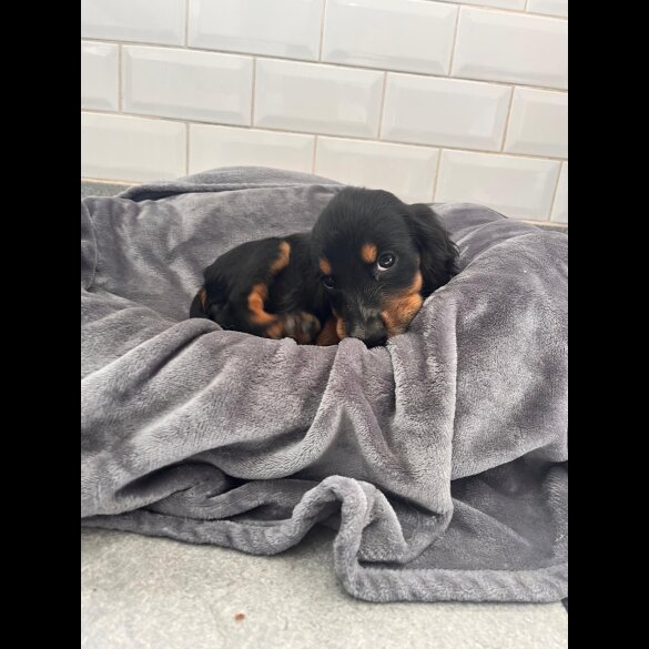 Cocker Spaniel (Working &amp; Show) - Both