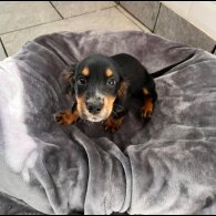 Cocker Spaniel (Working &amp; Show) - Both