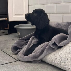 Cocker Spaniel (Working &amp; Show) - Both
