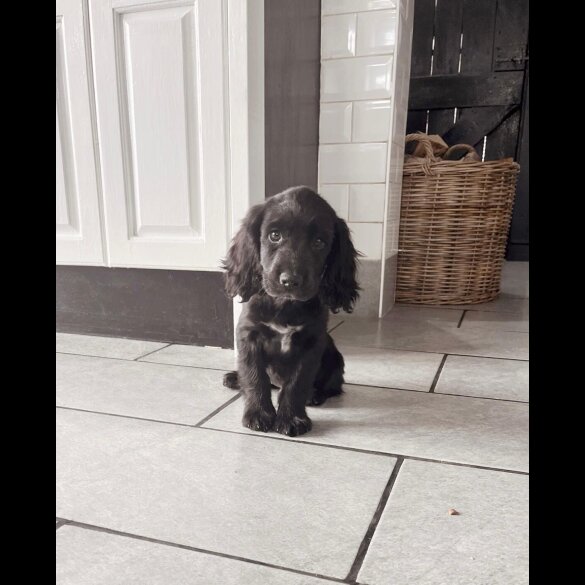 Cocker Spaniel (Working &amp; Show) - Both