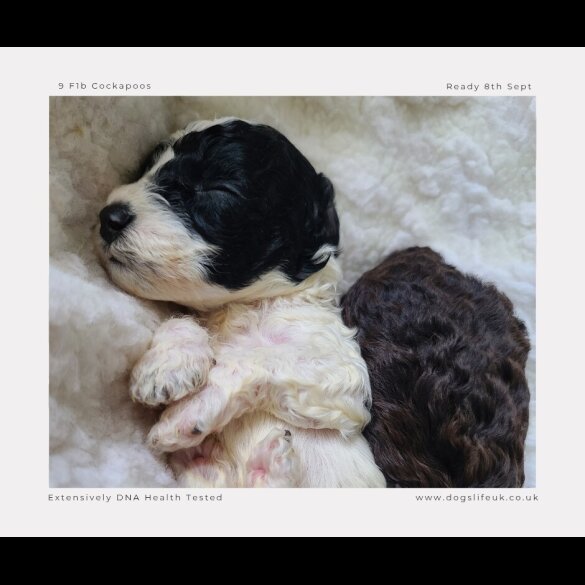 Cockapoo - Both
