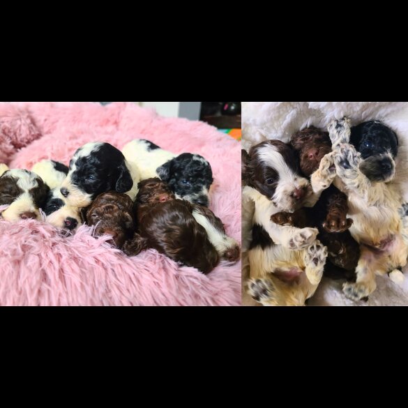 Cockapoo - Both