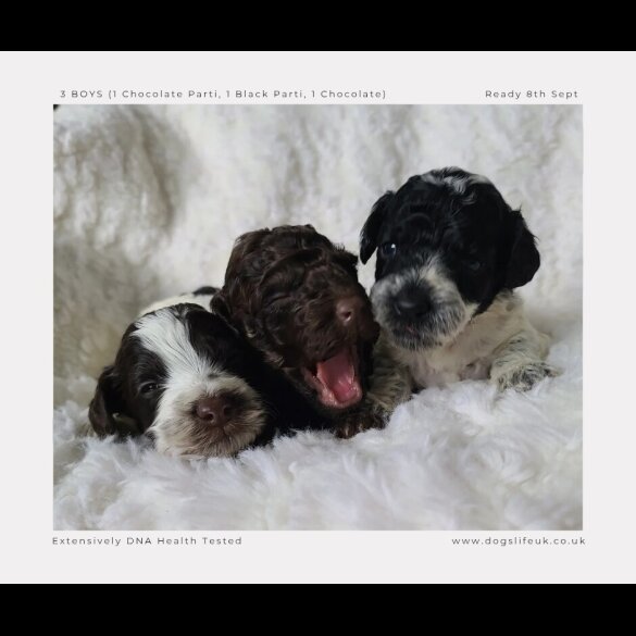 Cockapoo - Both