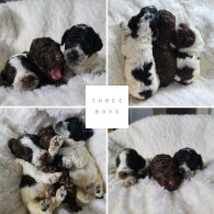 Cockapoo - Both