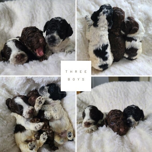 Cockapoo - Both