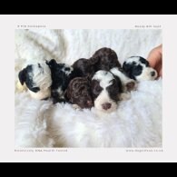 Cockapoo - Both