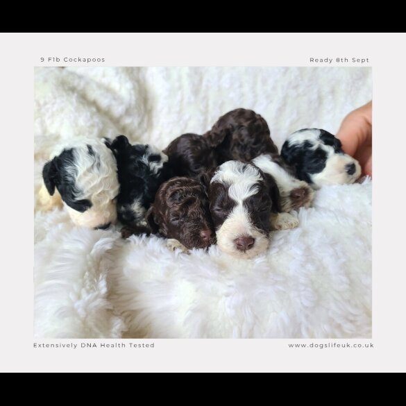 Cockapoo - Both