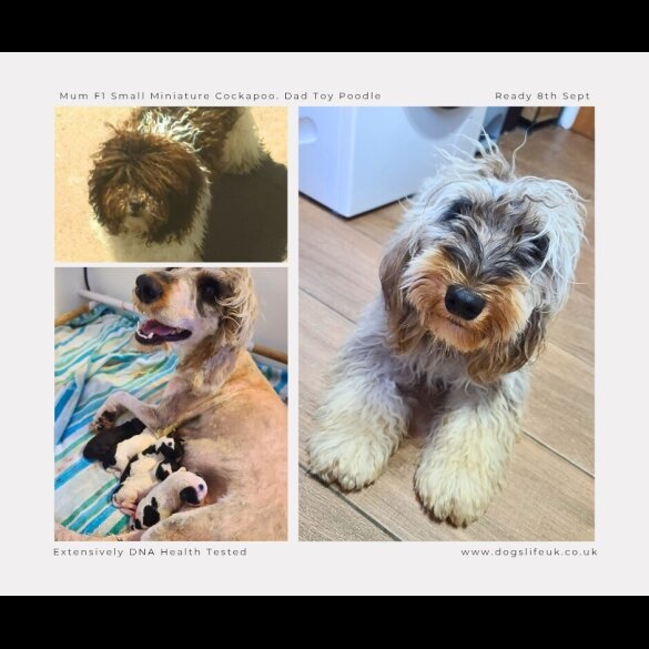 Cockapoo - Both