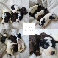 Cockapoo - Both