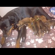 Rottweiler - Both