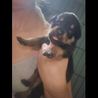 Rottweiler - Both