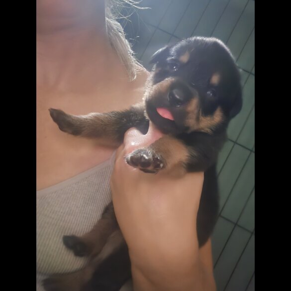 Rottweiler - Both