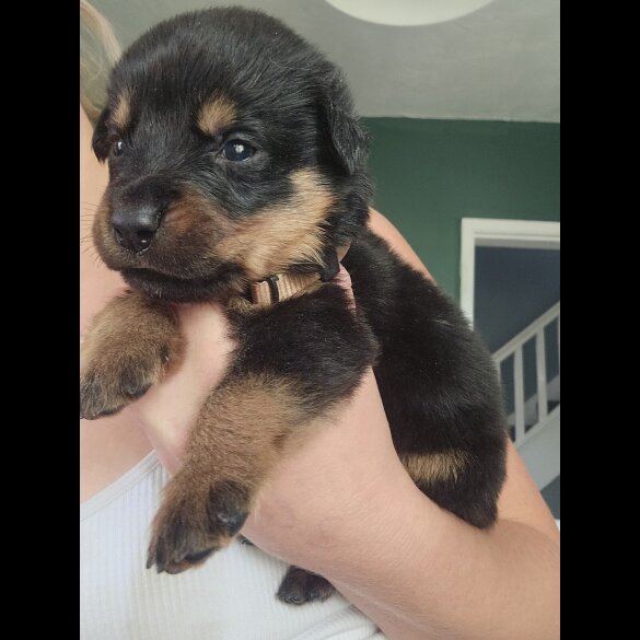 Rottweiler - Both