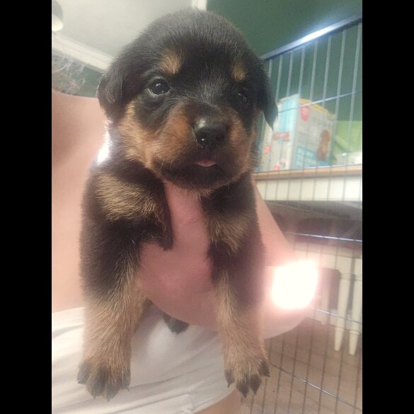 Rottweiler - Both