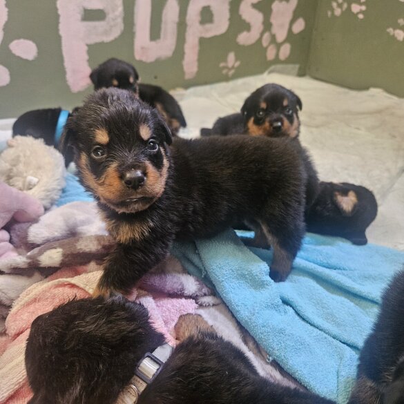 Rottweiler - Both