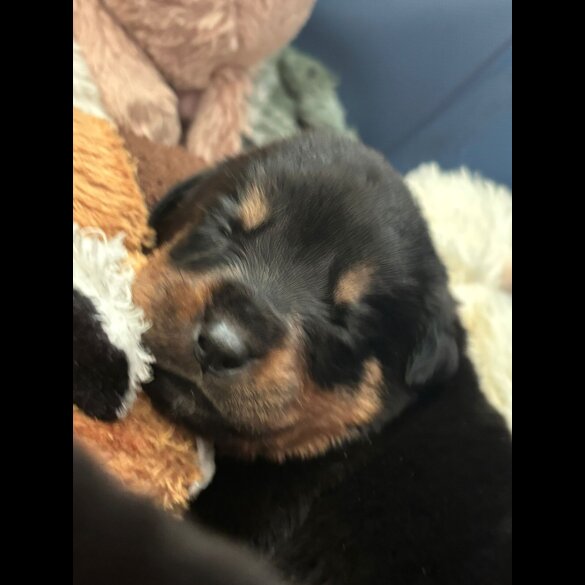 Rottweiler - Both