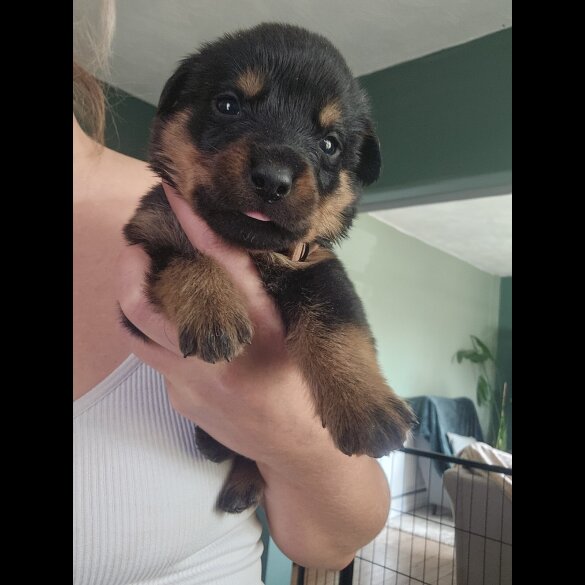 Rottweiler - Both