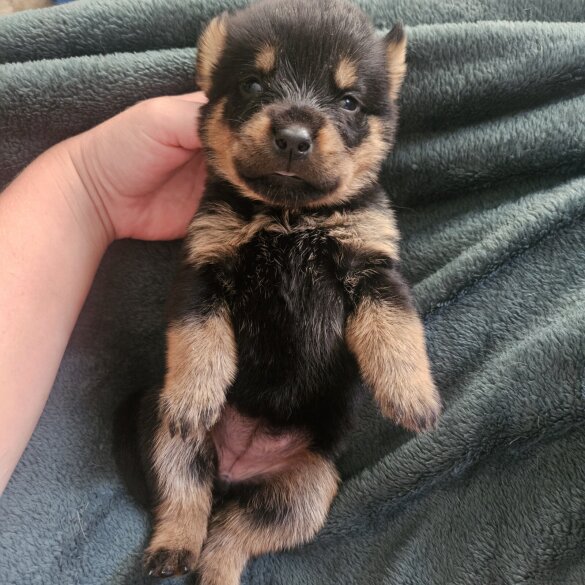 Rottweiler - Both