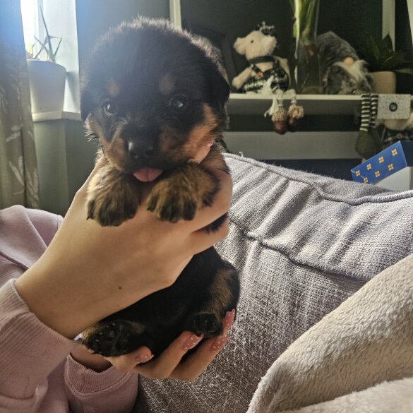 Rottweiler - Both