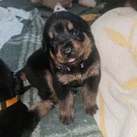 Rottweiler - Both