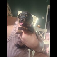 Rottweiler - Both