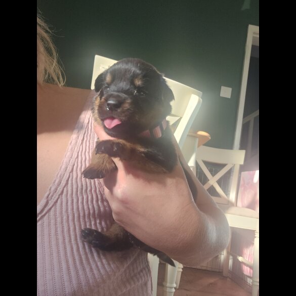 Rottweiler - Both