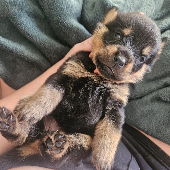 Rottweiler - Both