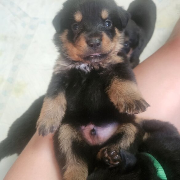 Rottweiler - Both