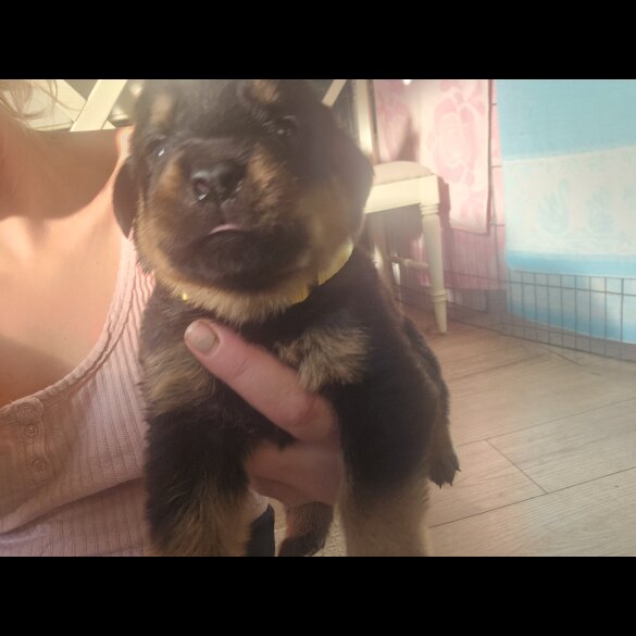 Rottweiler - Both
